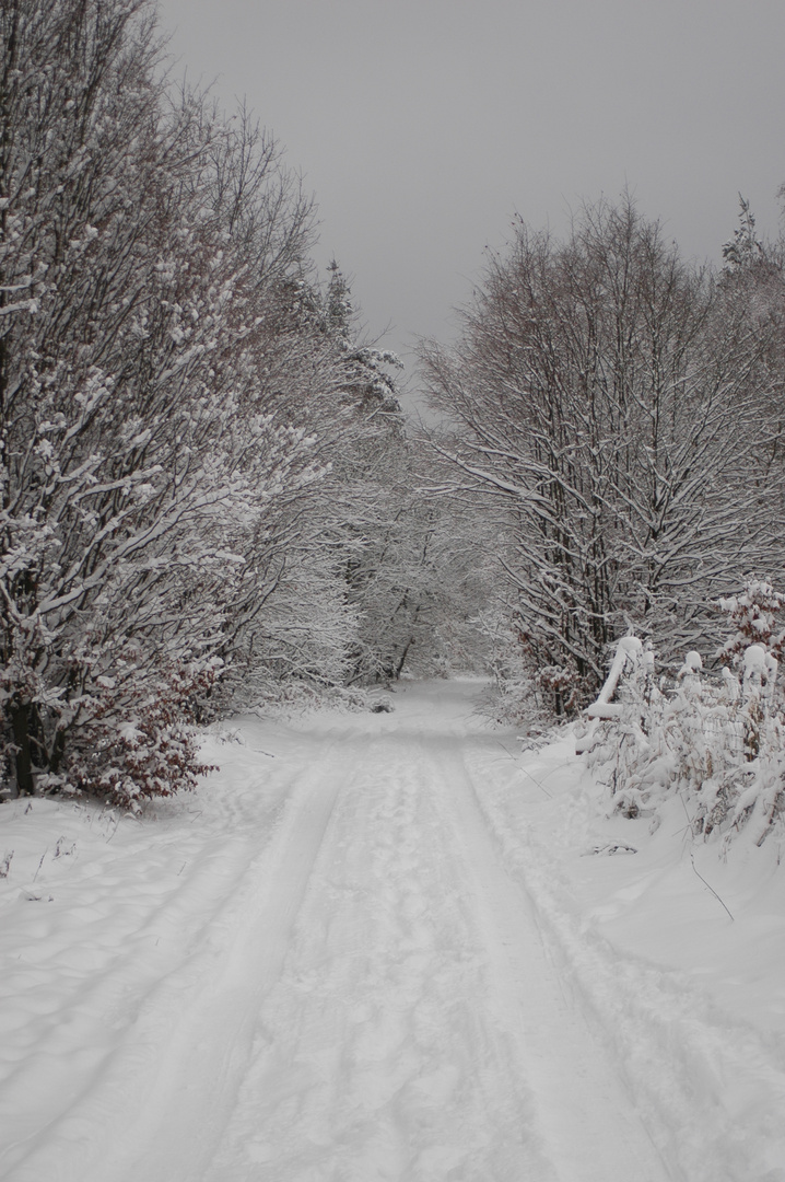 Winterspaziergang durch die Mosigkauer Heide