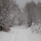 Winterspaziergang durch die Mosigkauer Heide