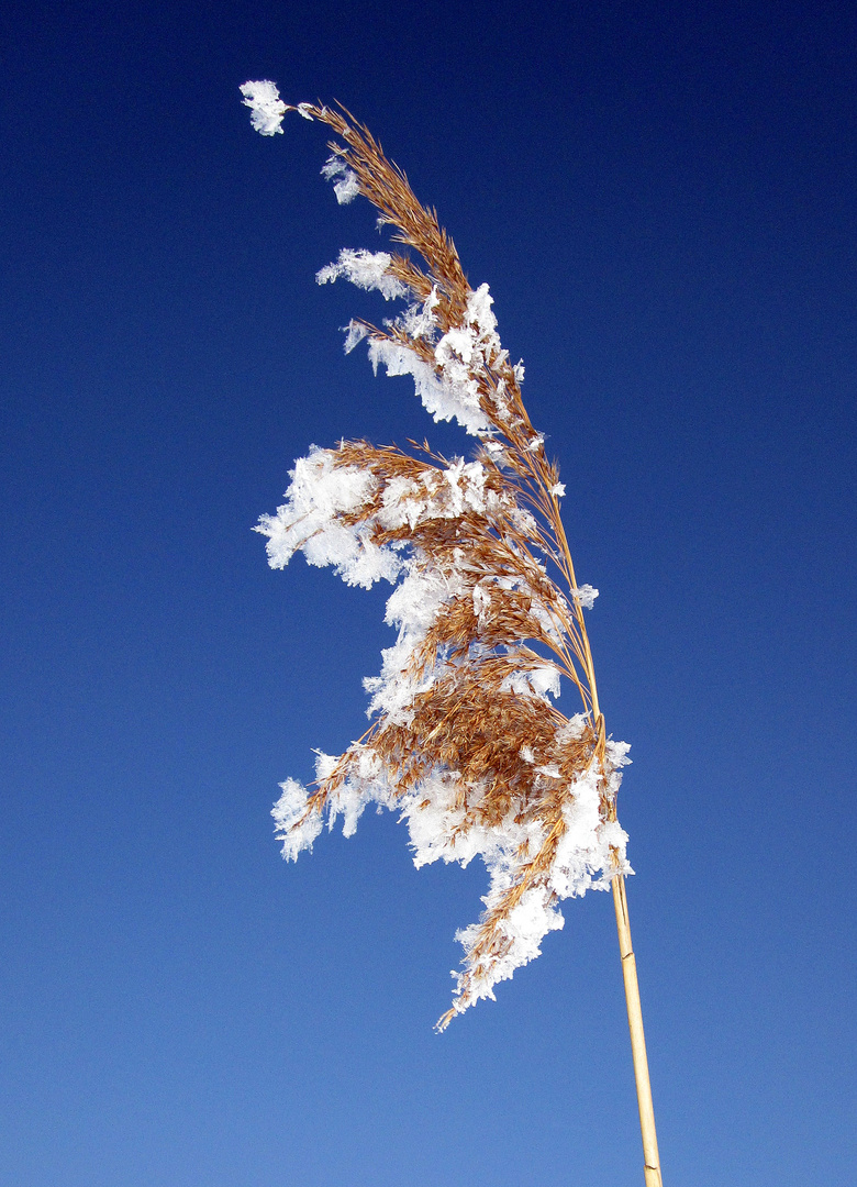 Winterspaziergang durch Moosthenning...