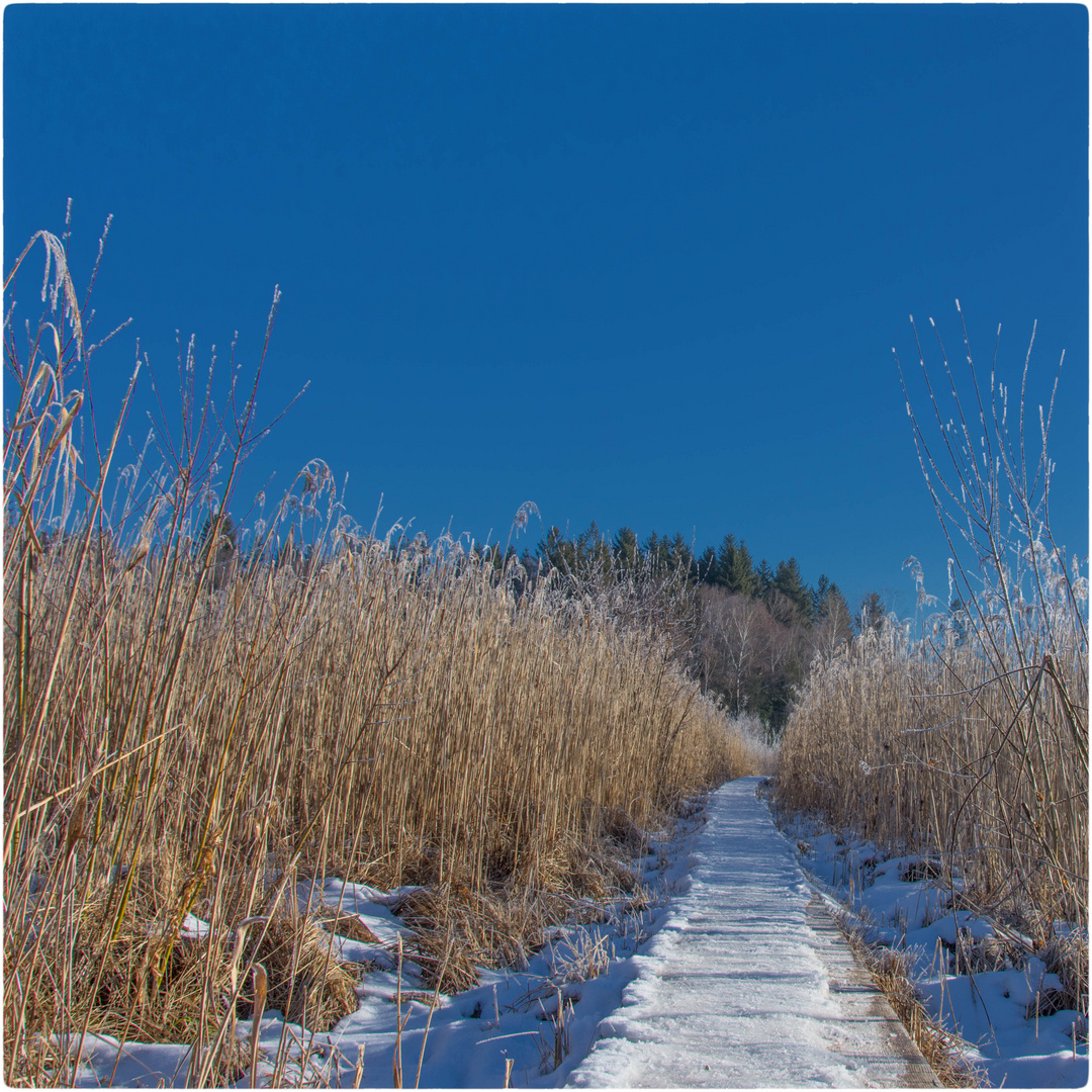 Winterspaziergang durchs Schilf