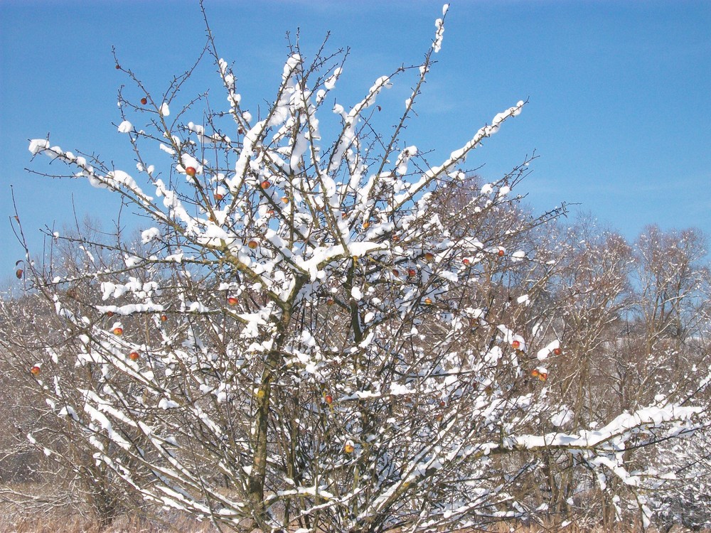 winterspaziergang