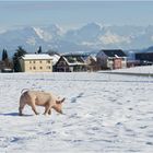 Winterspaziergang...