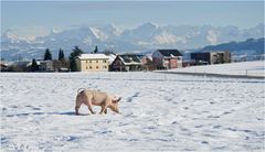 Winterspaziergang...