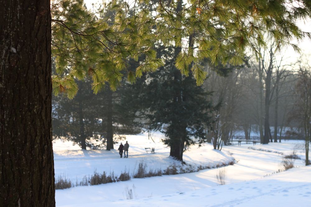 Winterspaziergang im Branitzer Park