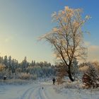 Winterspaziergang im Harz