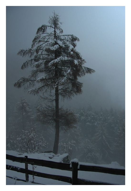 Winterspaziergang im Nebel