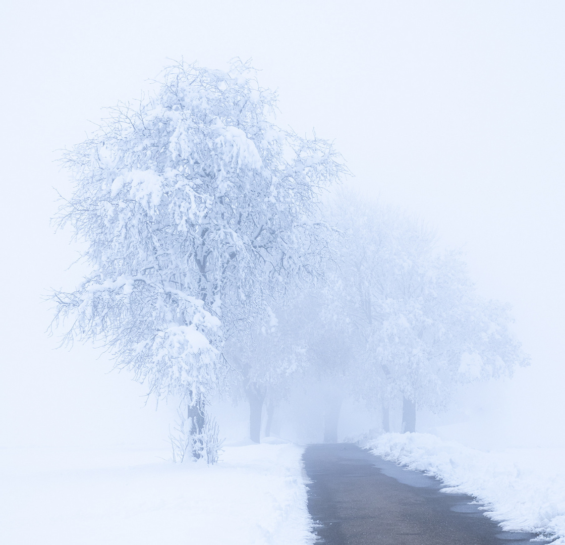 Winterspaziergang im Nebel