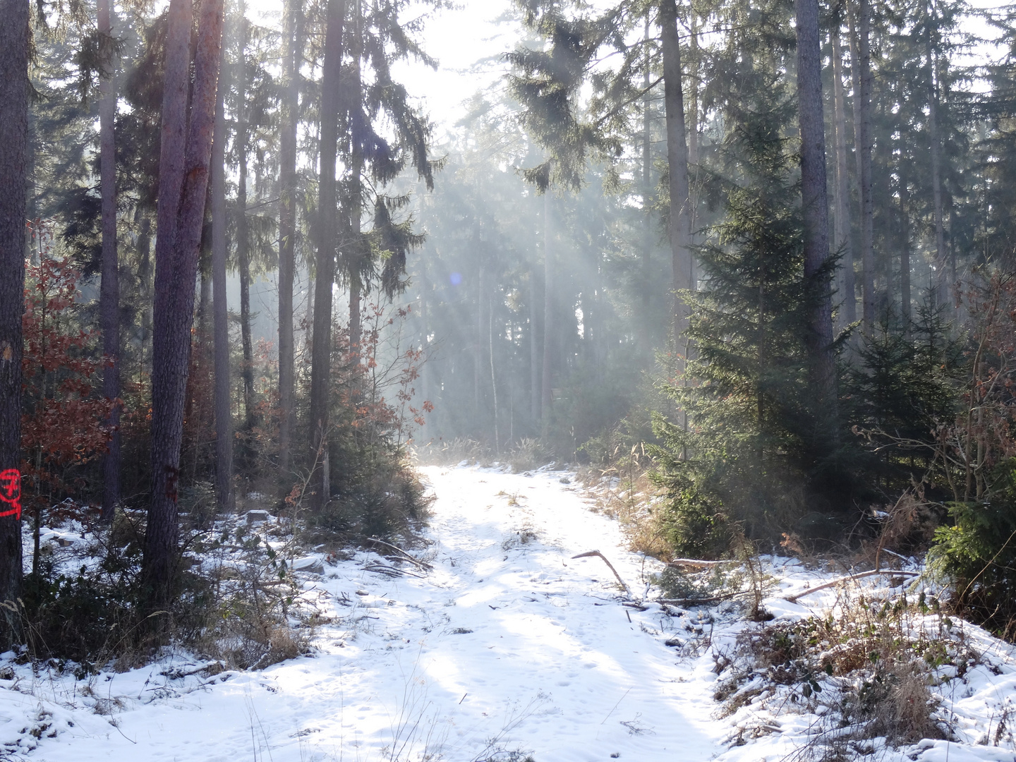 Winterspaziergang im Schwabacher Wald