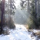 Winterspaziergang im Schwabacher Wald