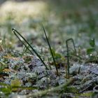 Winterspaziergang im Schwarzwald