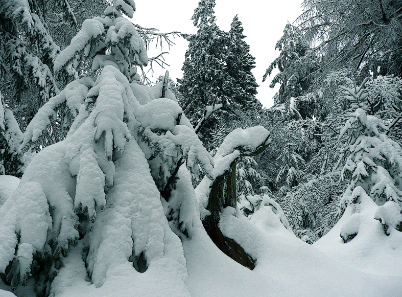 Winterspaziergang im Taunus