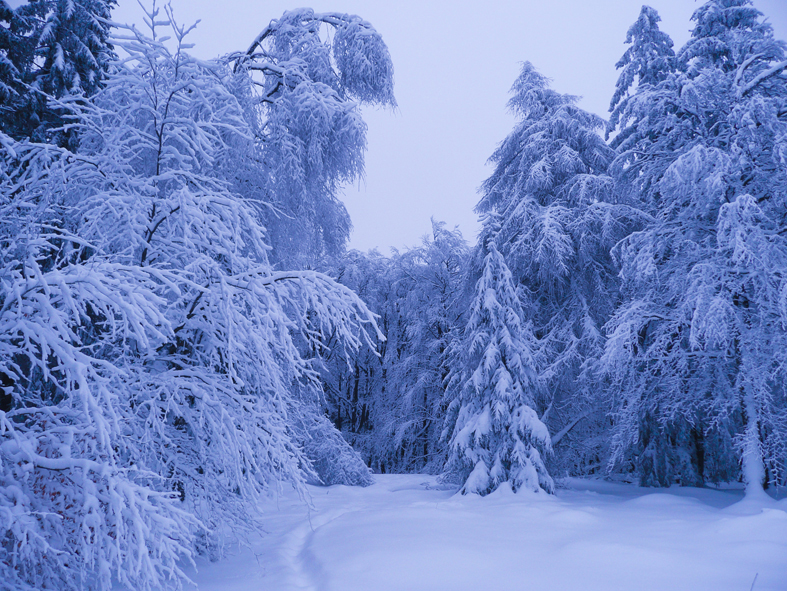 Winterspaziergang im Taunus Jan 2015