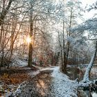 Winterspaziergang im Wald 