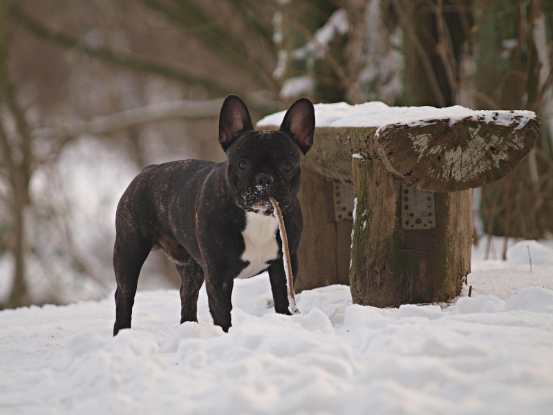 Winterspaziergang im Wald