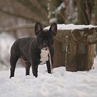 Winterspaziergang im Wald