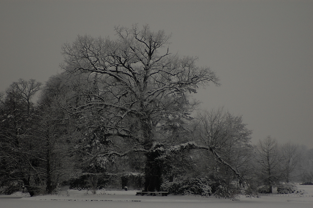 Winterspaziergang im Wörlitzer Park