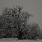 Winterspaziergang im Wörlitzer Park