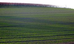 Winterspaziergang in Bodenheim