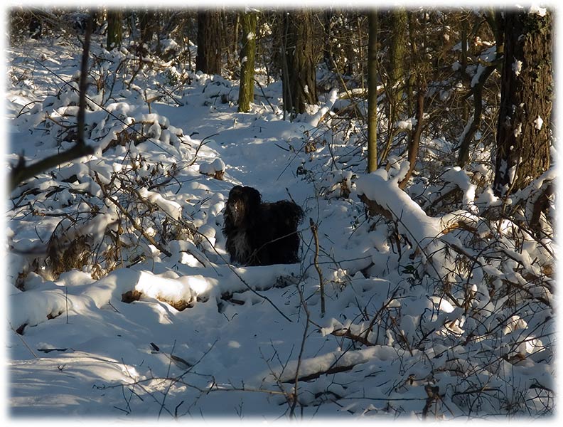 Winterspaziergang in Coswig (Anhalt) 2