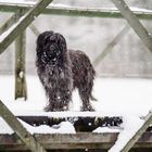 Winterspaziergang in den Langen Erlen