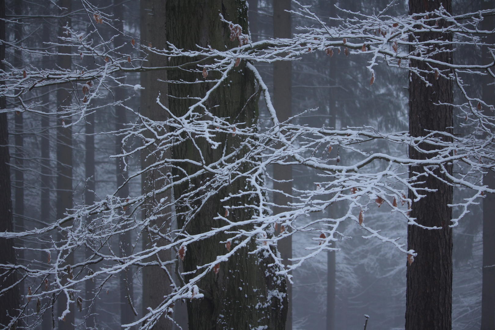 Winterspaziergang in der Heimant #2