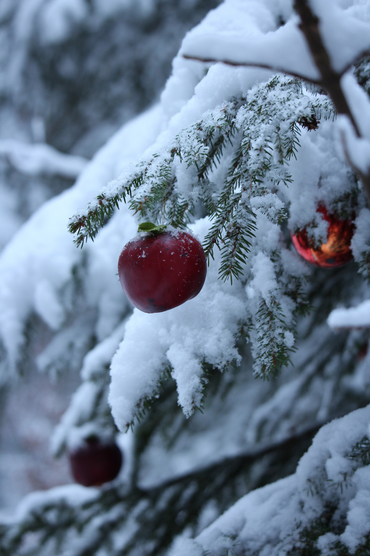 Winterspaziergang in der Heimat #4