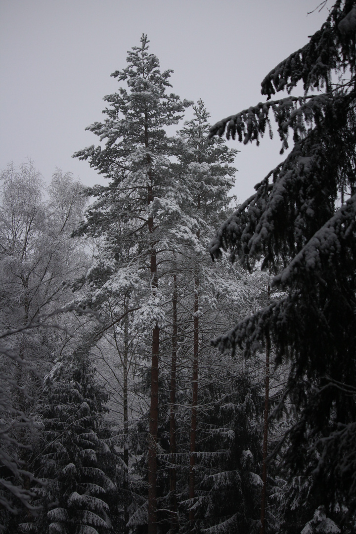 Winterspaziergang in der heimat #6