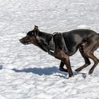 Winterspaziergang in Hannover-Herrenhausen II