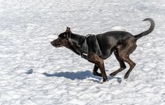 Winterspaziergang in Hannover-Herrenhausen II