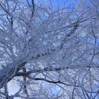 Winterspaziergang mit Baumkrone