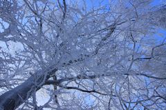 Winterspaziergang mit Baumkrone