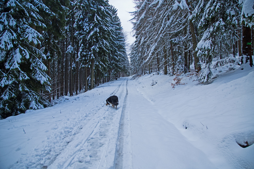 Winterspaziergang mit Django