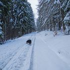 Winterspaziergang mit Django