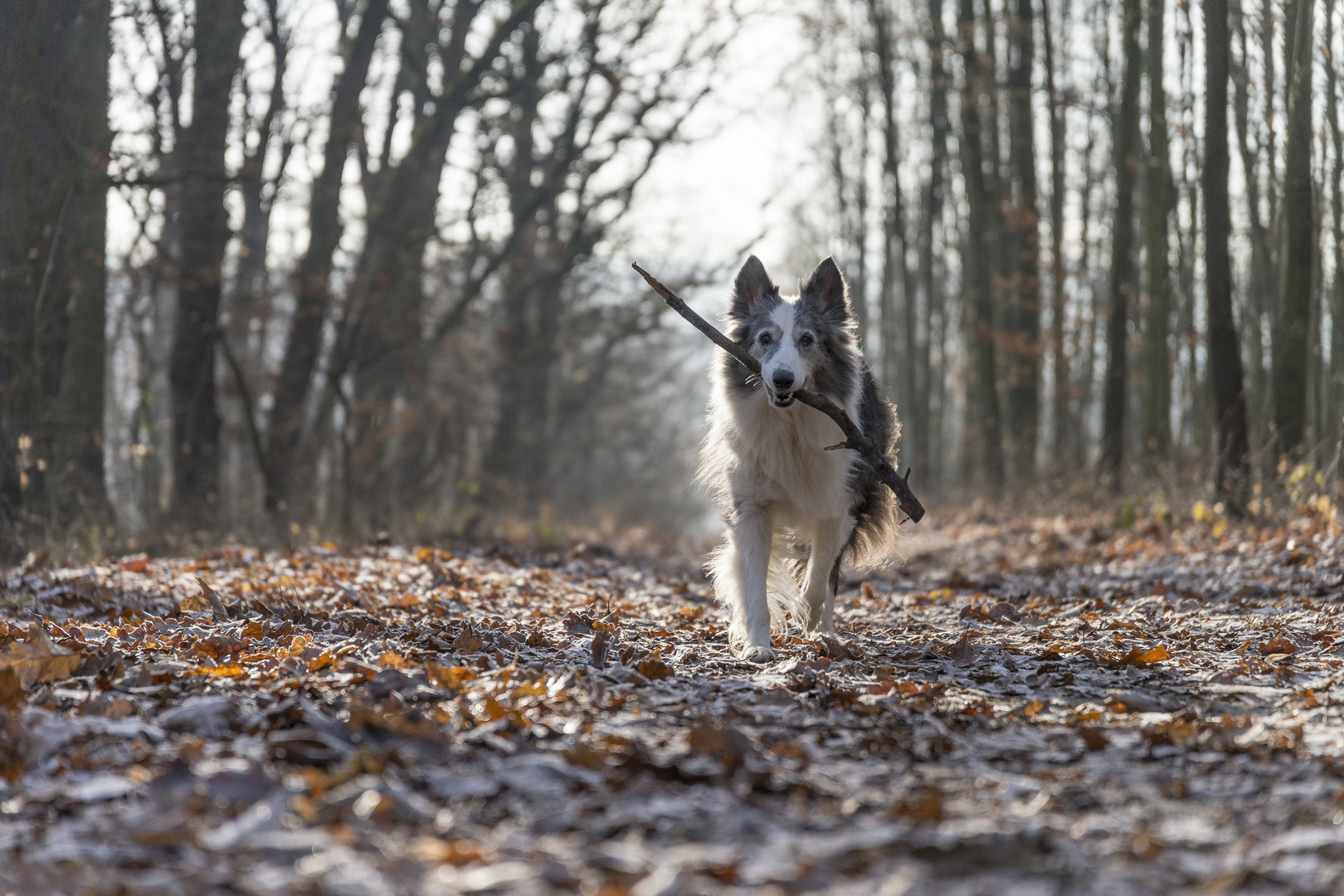 Winterspaziergang mit Hund