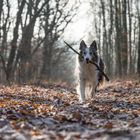 Winterspaziergang mit Hund