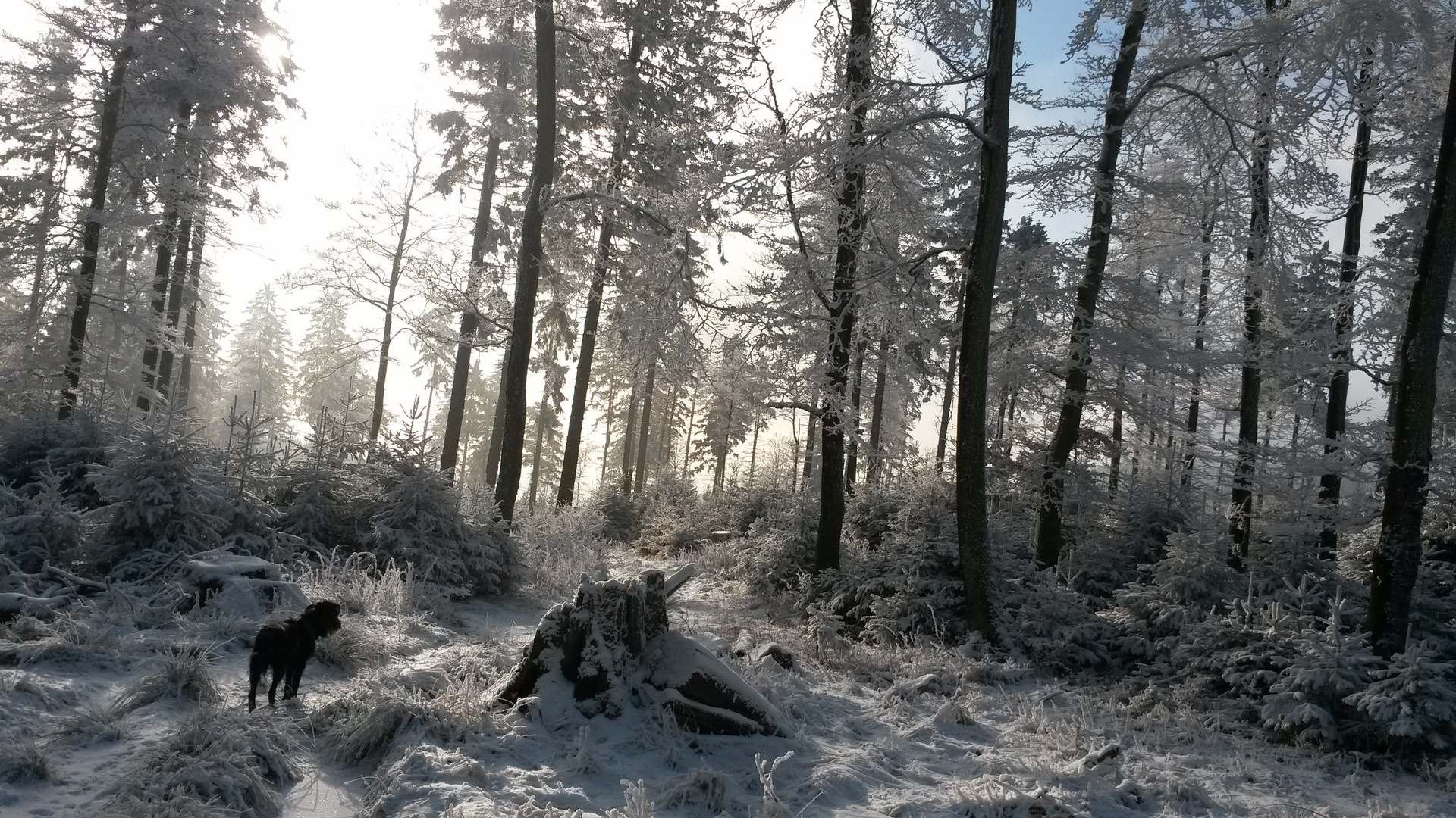 Winterspaziergang mit Kimba