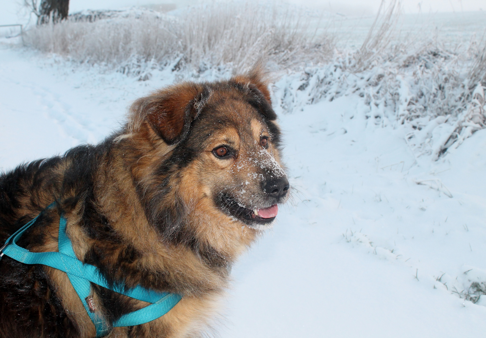 Winterspaziergang mit Tommi :)