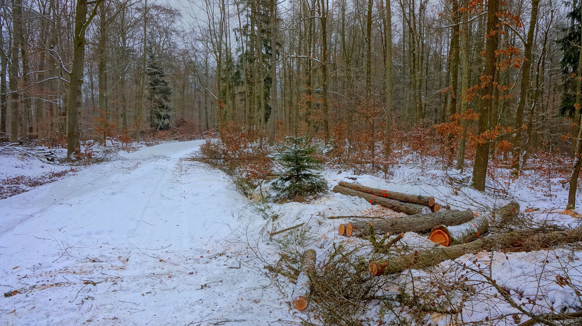 Winterspaziergang (paseando por bosque)