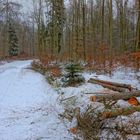 Winterspaziergang (paseando por bosque)