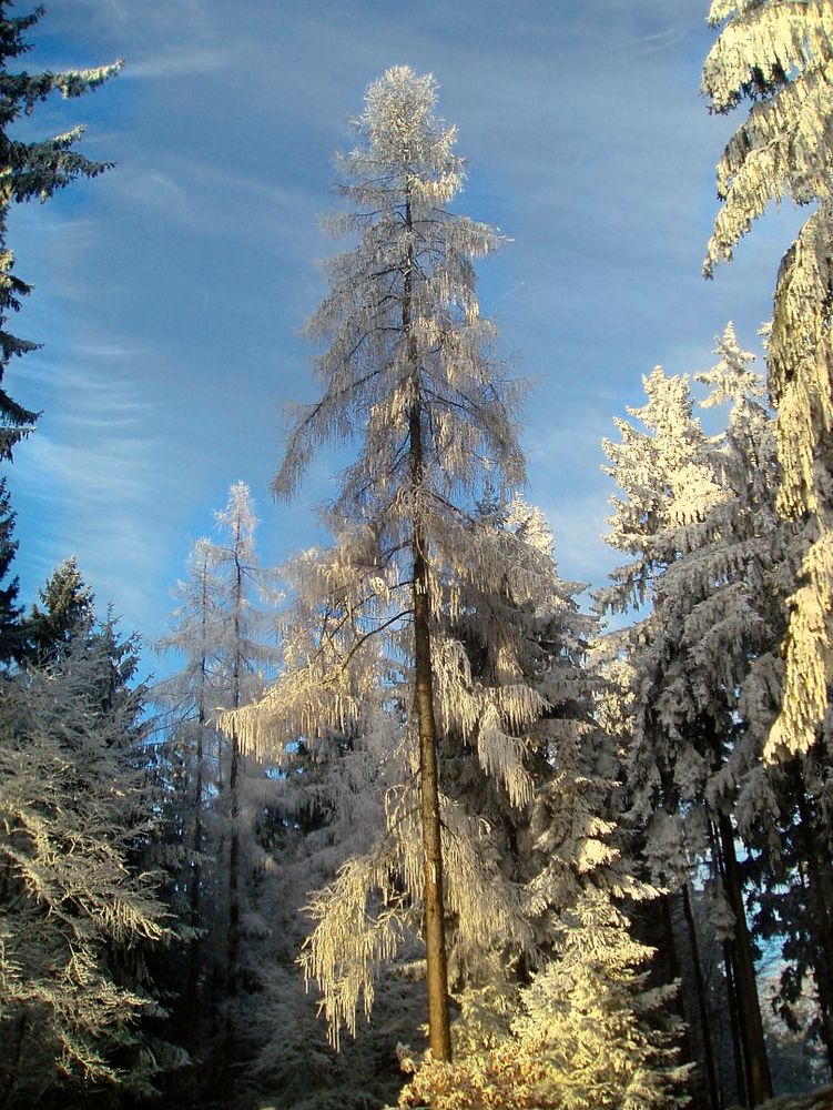 Winterspaziergang rund um die hohe Wurzel