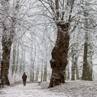 Winterspaziergang Schloßpark von Husum