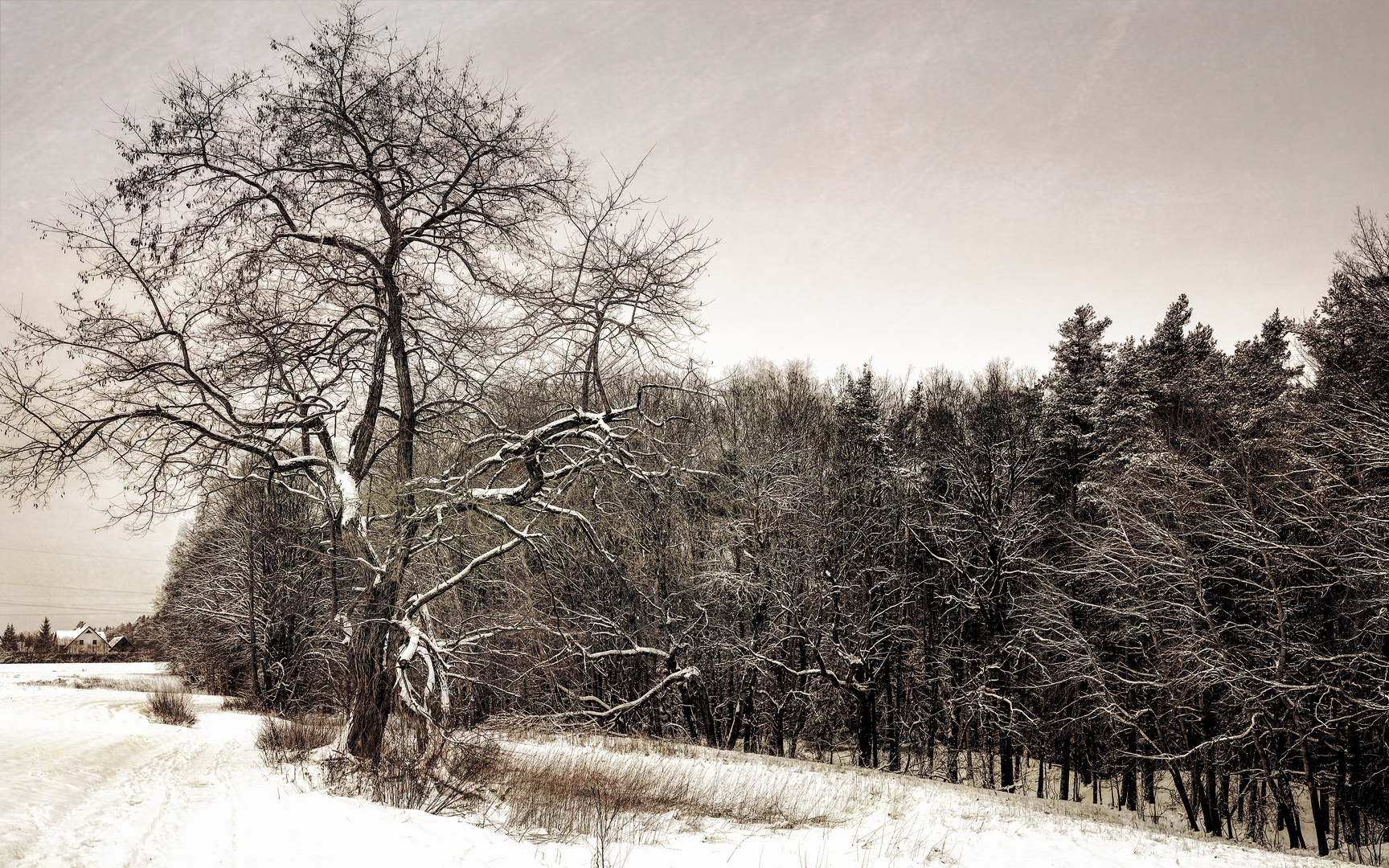 Winterspaziergang, Vierbeiner-Rennstrecke