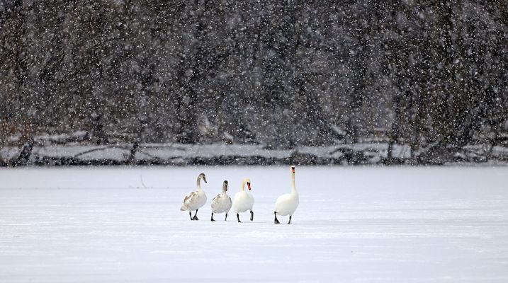 Winterspaziergang von Familie Schwan