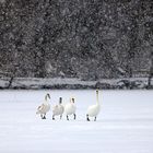 Winterspaziergang von Familie Schwan