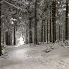 Winterspaziergang - winter walk
