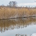 Winterspiegelung im Nebenfluss...