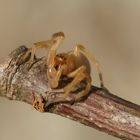 Winterspinne... Ammen - Dornfinger - (Cheiracanthium punctorium)