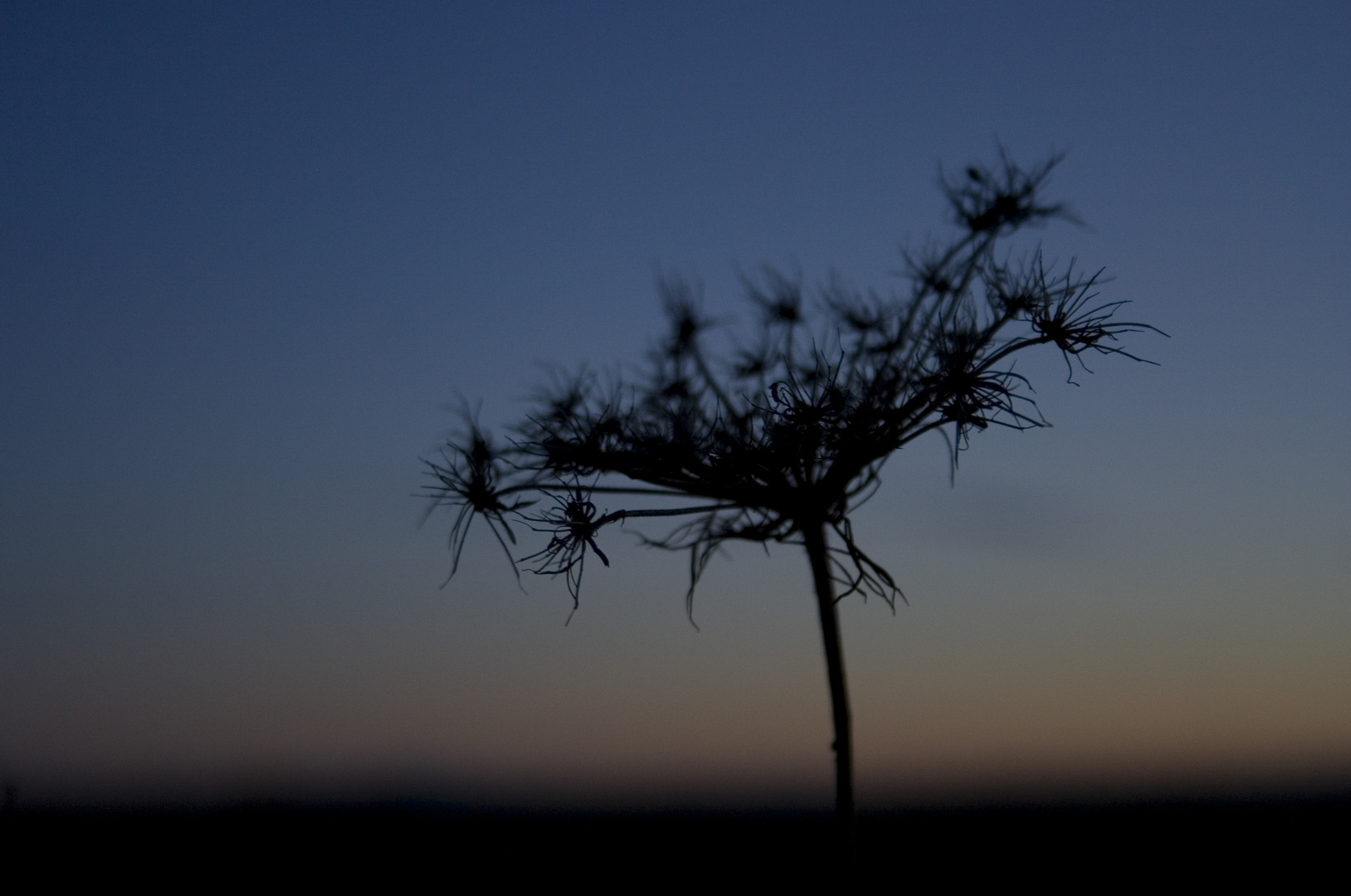 Winterspinnenblume