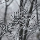 Winterspinnweb