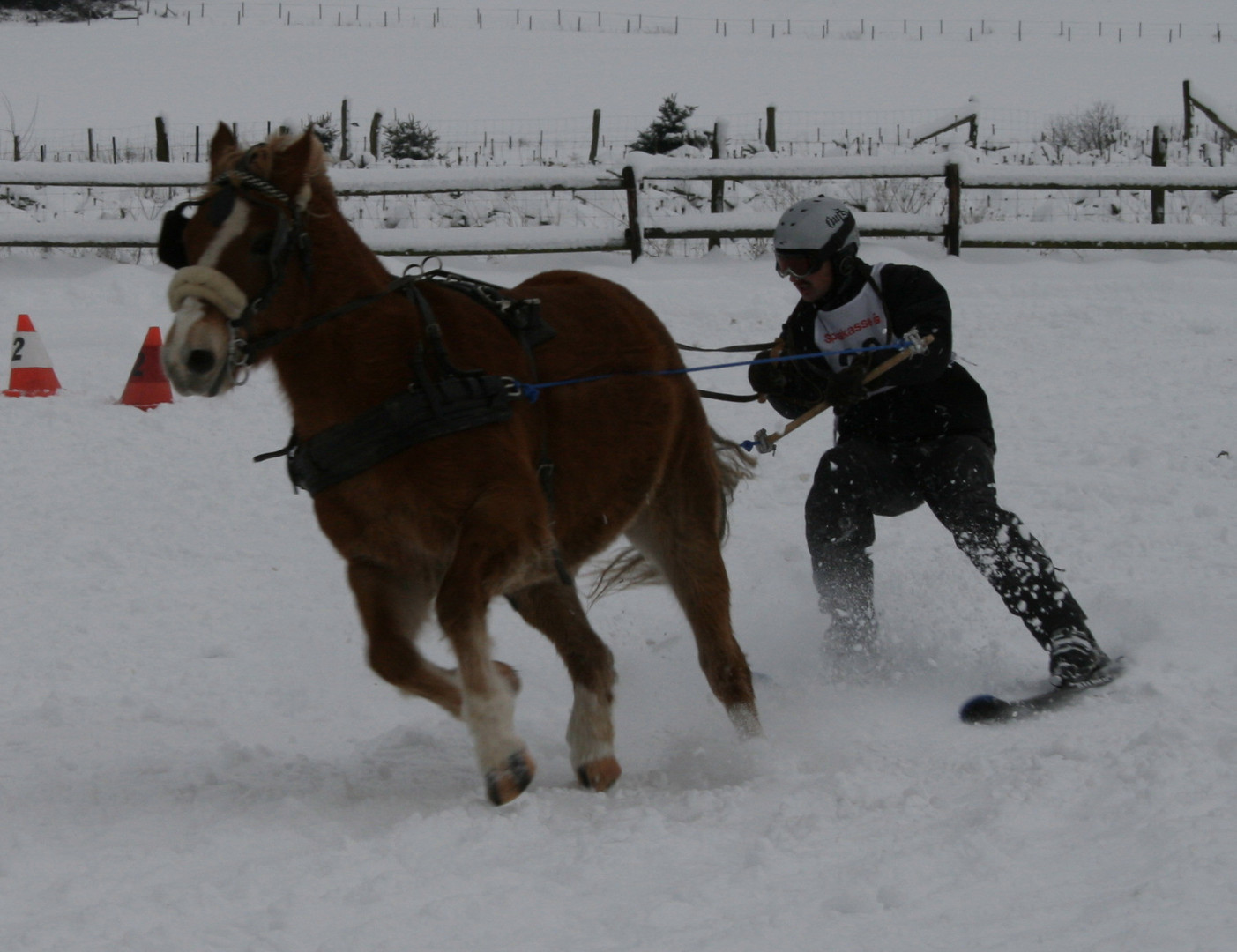 Wintersport mit Pferden